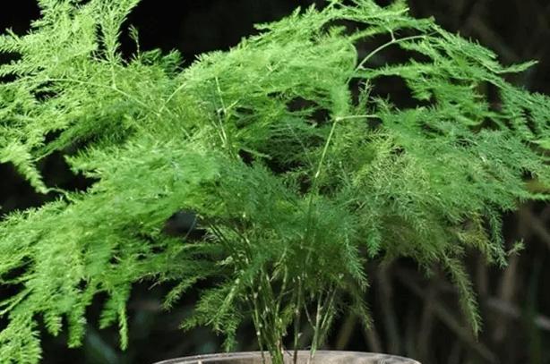 寓意深远的文竹盆景（通过盆景揭示生活哲理与人生智慧）