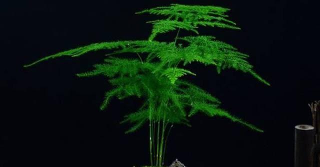 寓意深远的文竹盆景（通过盆景揭示生活哲理与人生智慧）