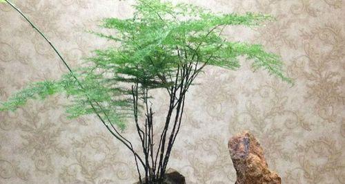 寓意深远的文竹盆景（通过盆景揭示生活哲理与人生智慧）