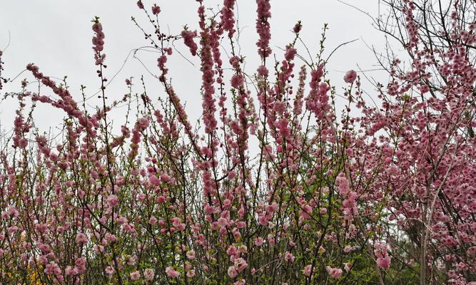 榆叶梅的生长环境条件是什么？它有哪些独特特点？