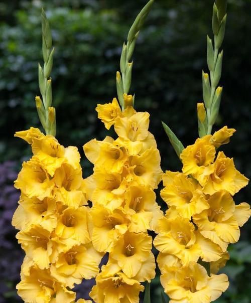 剑兰花之美与寓意（探寻剑兰花的花语与象征意义）