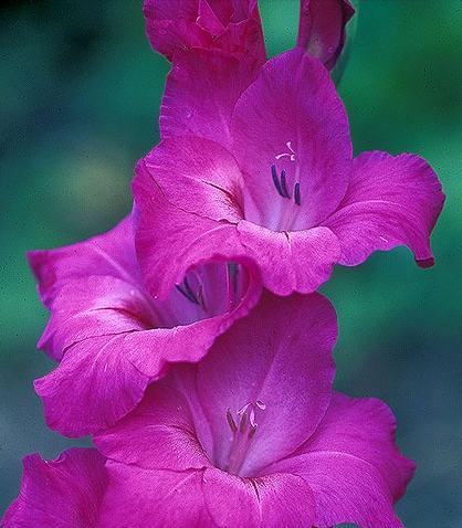剑兰花之美与寓意（探寻剑兰花的花语与象征意义）_花植网