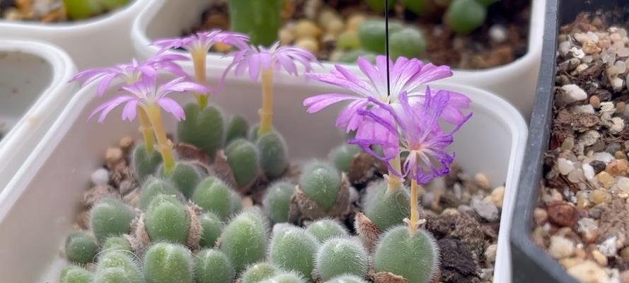 多肉植物开花预示着什么?常见问题解答?