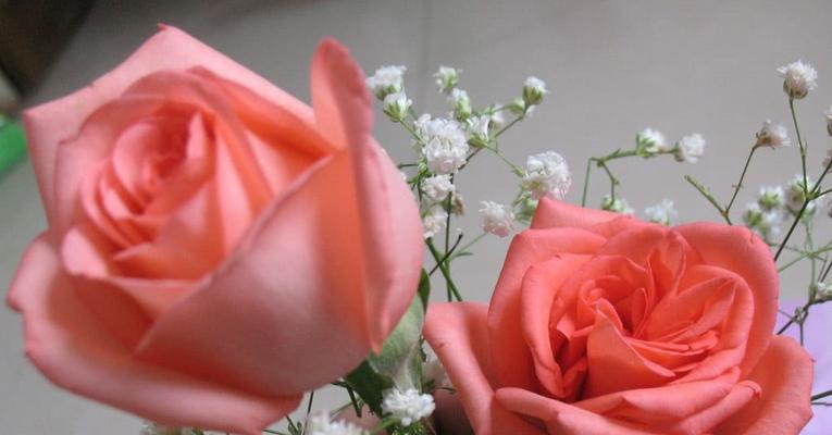 玫瑰花语之含义（送玫瑰）