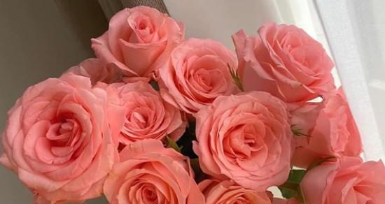玫瑰花语之含义（送玫瑰）