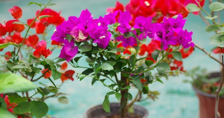 三角梅配土种植技巧是什么？土壤配制方法有哪些？