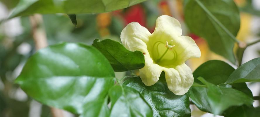 幸福树——寓意与美好的象征（根系坚固、枝繁叶茂）