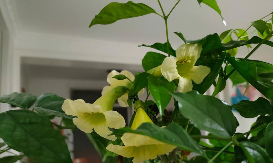 幸福树——寓意与美好的象征（根系坚固、枝繁叶茂）