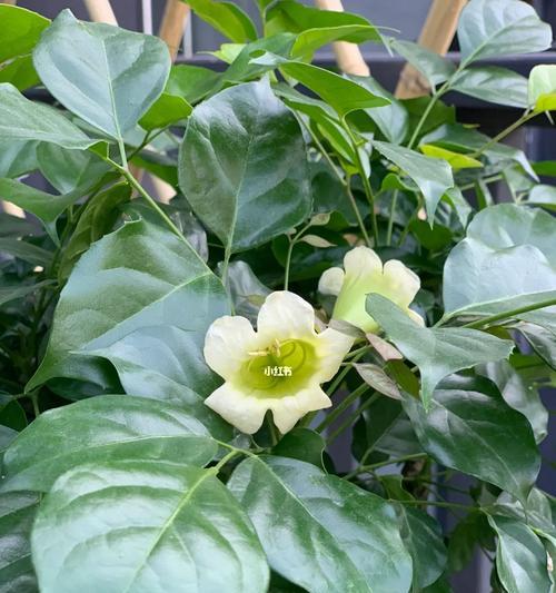 幸福树——寓意与美好的象征（根系坚固、枝繁叶茂）