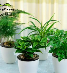 适合放在室内的花卉有哪些？如何选择适合室内环境的植物？