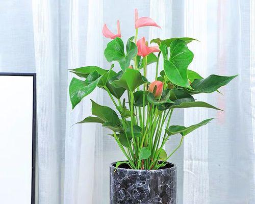 适合放在室内的花卉有哪些？如何选择适合室内环境的植物？