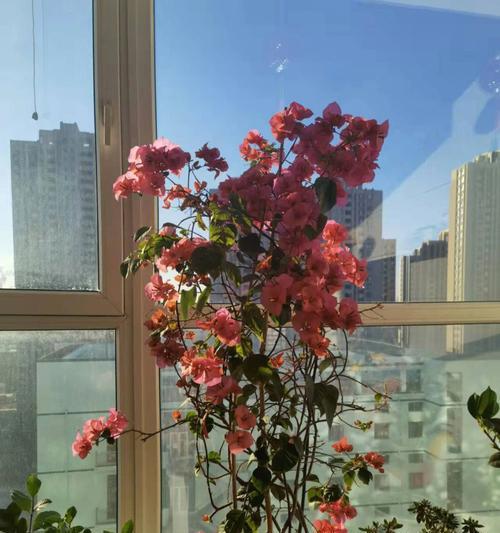 熊童子的绽放（活力四射的生命之花）