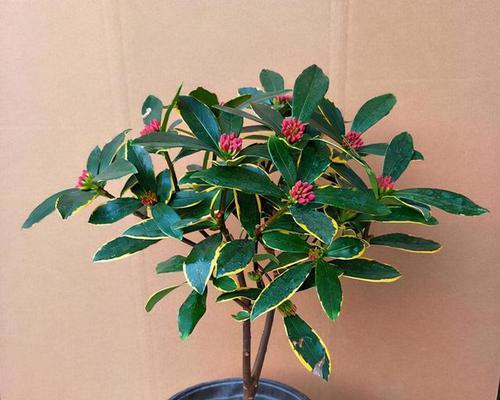 熊童子的绽放（活力四射的生命之花）