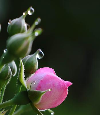 熊童子的绽放（活力四射的生命之花）