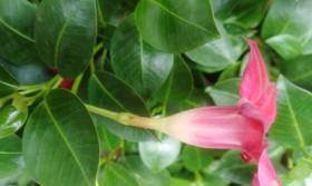 飘香藤多久浇一次水？如何正确养护？