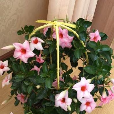 飘香藤多久浇一次水？如何正确养护？