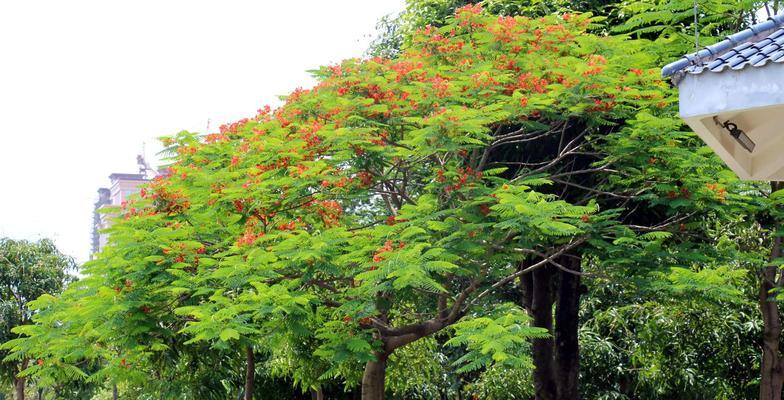 凤凰树的寓意和风水之谜（探寻凤凰树的象征意义和风水效应）