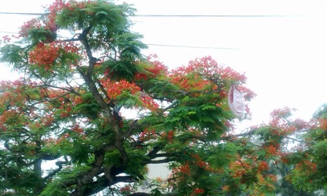 凤凰树的寓意和风水之谜（探寻凤凰树的象征意义和风水效应）