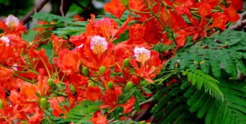 凤凰树的寓意和风水之谜（探寻凤凰树的象征意义和风水效应）