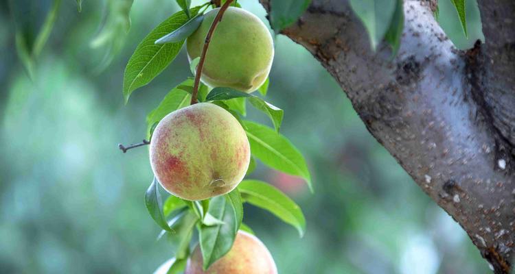 黄桃几年结果实？种植黄桃需要多久才能收获？