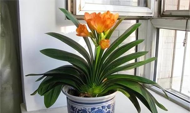 君子兰突然开花了，寓意什么（探寻君子兰开花背后的含义）