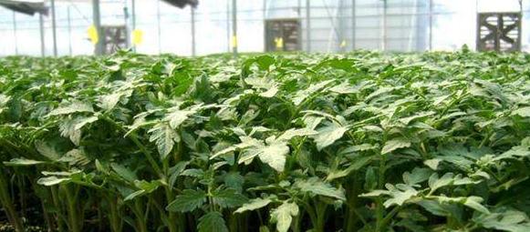 番茄种植土壤选择指南？如何确保土壤质量满足番茄生长需求？