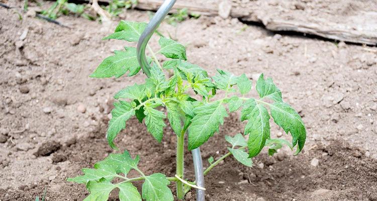 番茄种植土壤选择指南？如何确保土壤质量满足番茄生长需求？