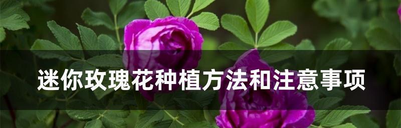 山地玫瑰浇水技巧是什么？如何正确进行浇水？