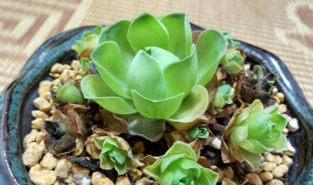 山地玫瑰浇水技巧是什么？如何正确进行浇水？