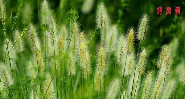 狗尾草的花语代表什么？如何解读狗尾草的含义？