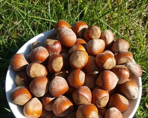 大榛子几年开始结果实？如何提高结果实率？