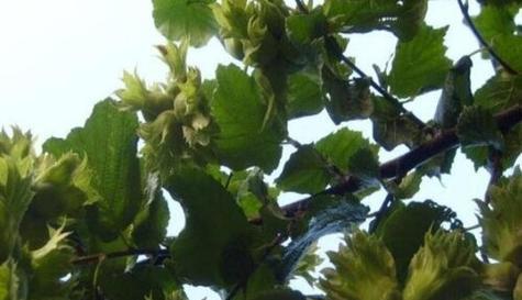 大榛子几年开始结果实？如何提高结果实率？