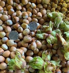 大榛子几年开始结果实？如何提高结果实率？