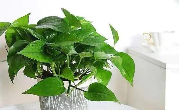 绿萝用什么盆好?如何选择适合绿萝生长的花盆?