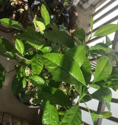 柠檬树掉叶子怎么办？如何有效防止和处理？