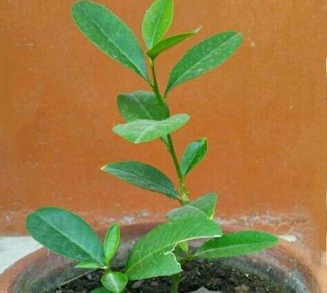 柠檬树掉叶子怎么办？如何有效防止和处理？