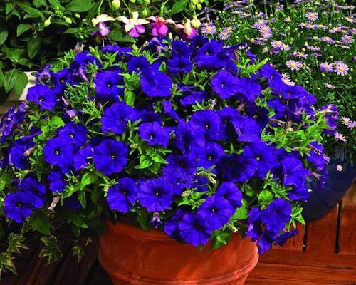 矮牵牛属于什么植物类型？草本还是木本？