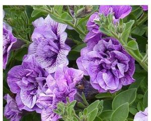 矮牵牛属于什么植物类型？草本还是木本？