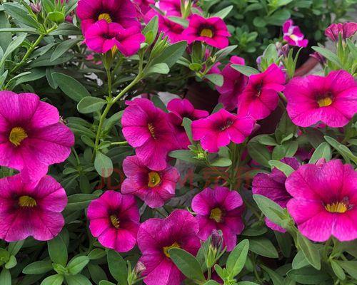 矮牵牛属于什么植物类型？草本还是木本？