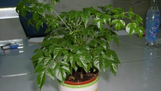 幸福树适合在室内养吗？室内养护幸福树的注意事项是什么？