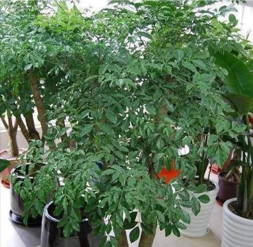 幸福树适合在室内养吗？室内养护幸福树的注意事项是什么？