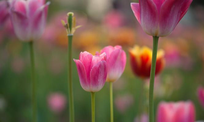 郁金香（永远爱你——郁金香的浪漫芬芳）