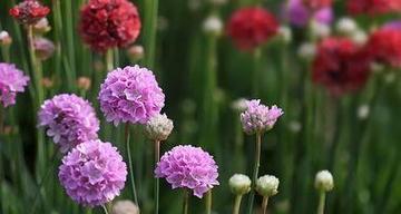 分离之花（探寻风信子花语中的分离与离别情感）