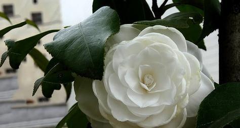 分离之花（探寻风信子花语中的分离与离别情感）