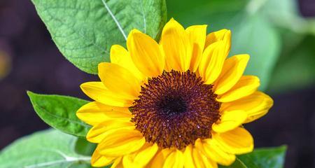 阳光花语——以向日葵为主题的希望之花（点燃心灵的阳光）