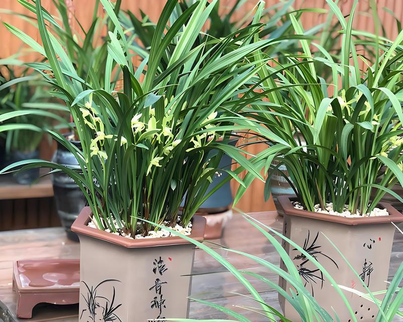兰花种植的最佳位置是什么？室内种植可行吗？