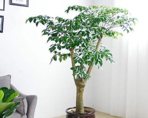 绿宝树好养吗？养殖方法和养护要点是什么？