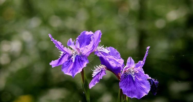 鸢尾花(解读鸢尾花背后的意义与象征)_花植网