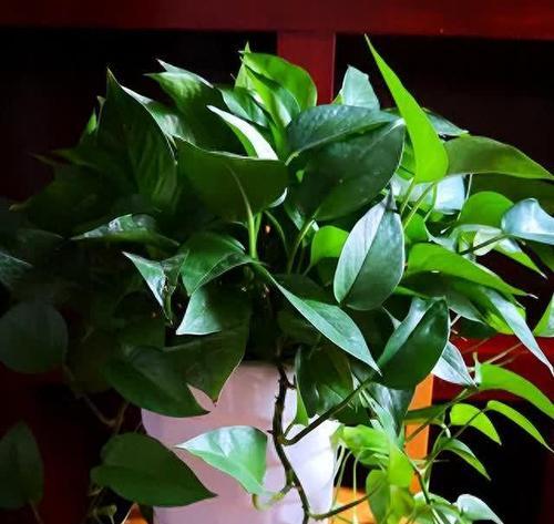 花草浇什么肥料合适？如何根据植物类型选择肥料？