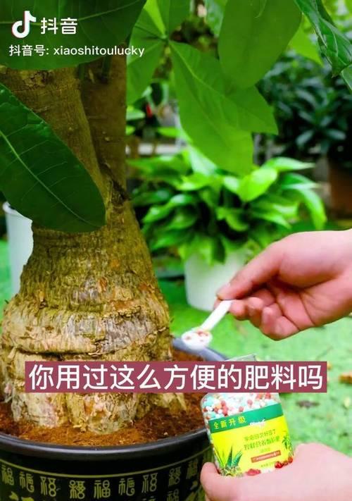 花草浇什么肥料合适？如何根据植物类型选择肥料？